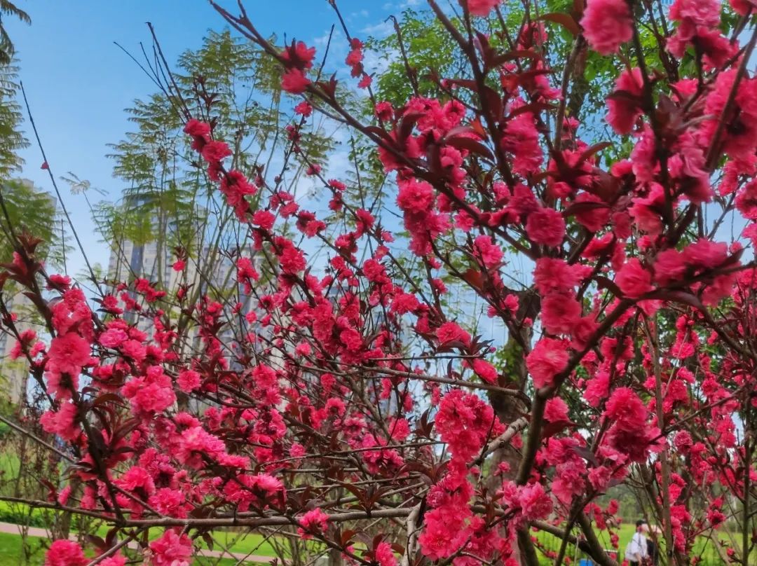 碧桃花和桃花的区别图片