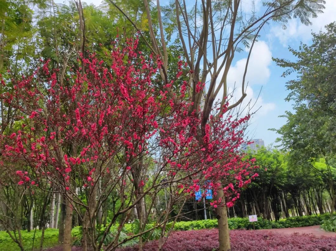 碧桃花开  红艳似火
