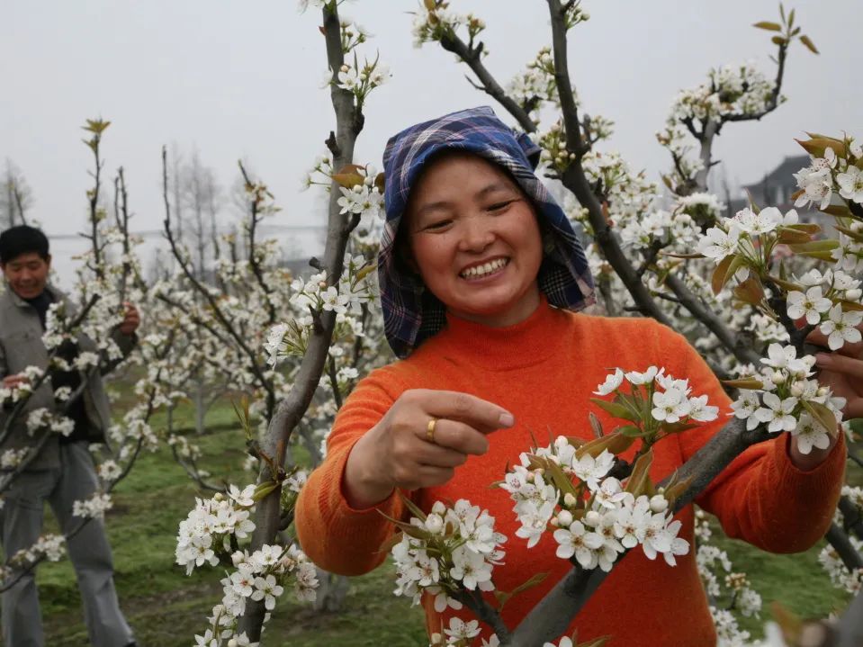 春有约,花不误!庄行镇存古村这厢有"梨"啦→_澎湃号·政务_澎湃新闻-t