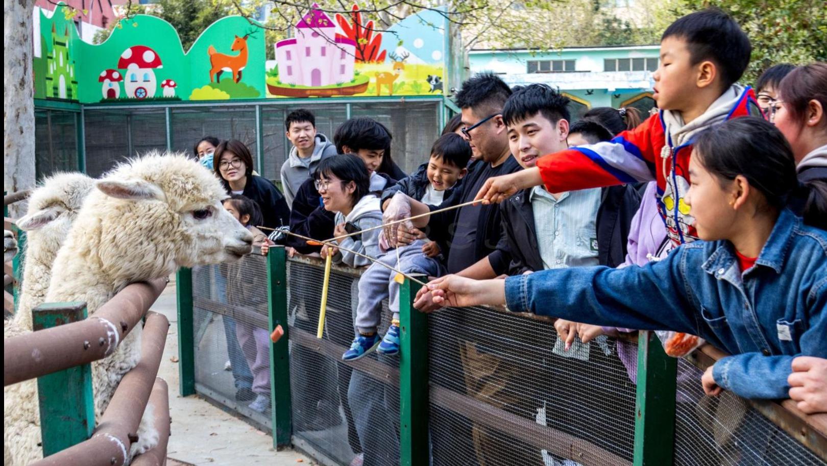 郑州市动物园：游客投喂羊驼水果火腿肠丨河南郑州