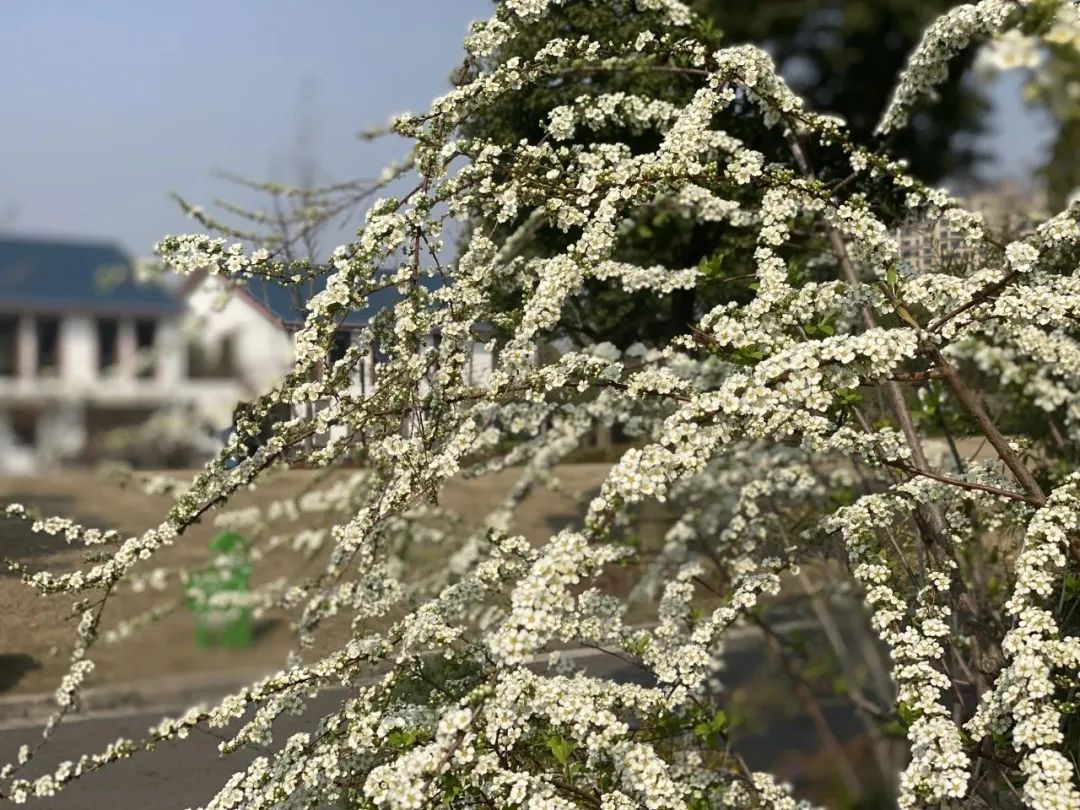 海棠、紫荆、喷雪花等迎来盛花期!赏花指路→_澎湃号·政务_澎湃新闻-The Paper