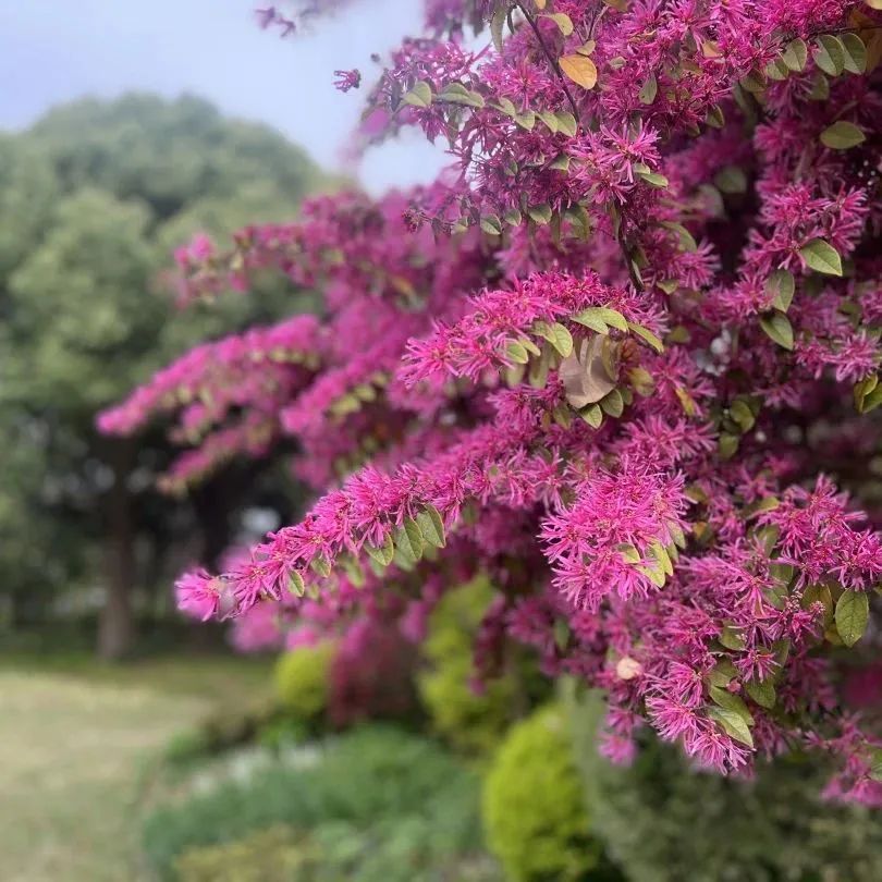 海棠、紫荆、喷雪花等迎来盛花期!赏花指路→_澎湃号·政务_澎湃新闻-The Paper