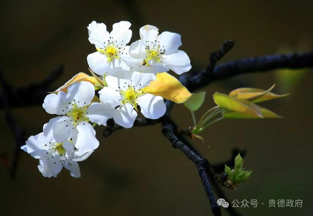 贵德美文 梨花