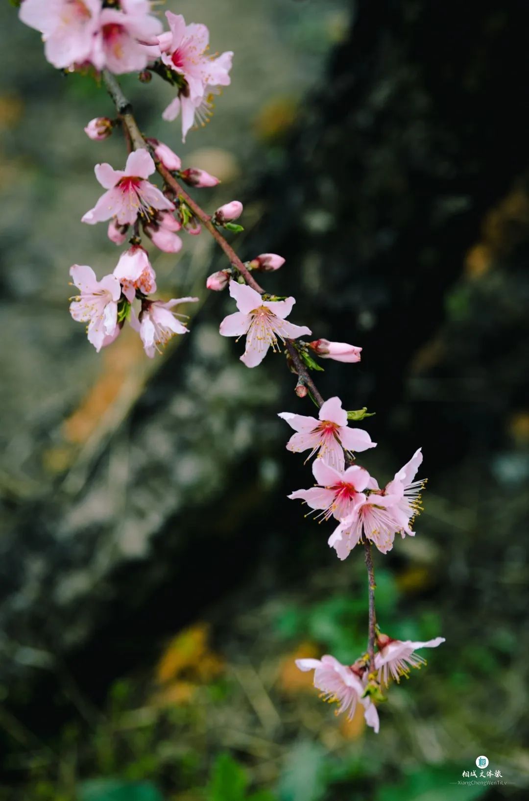 桃花带醉三白眼图片