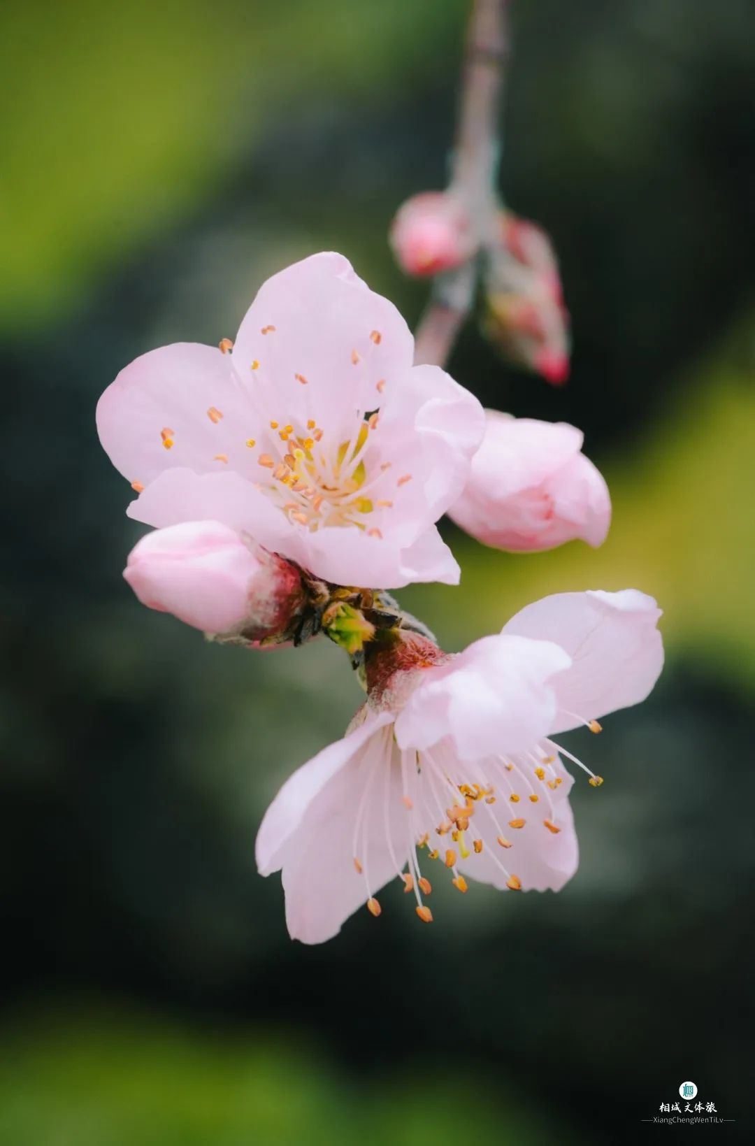 桃花带醉三白眼图片