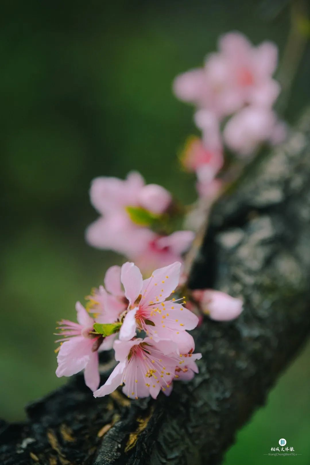 桃花带醉三白眼图片