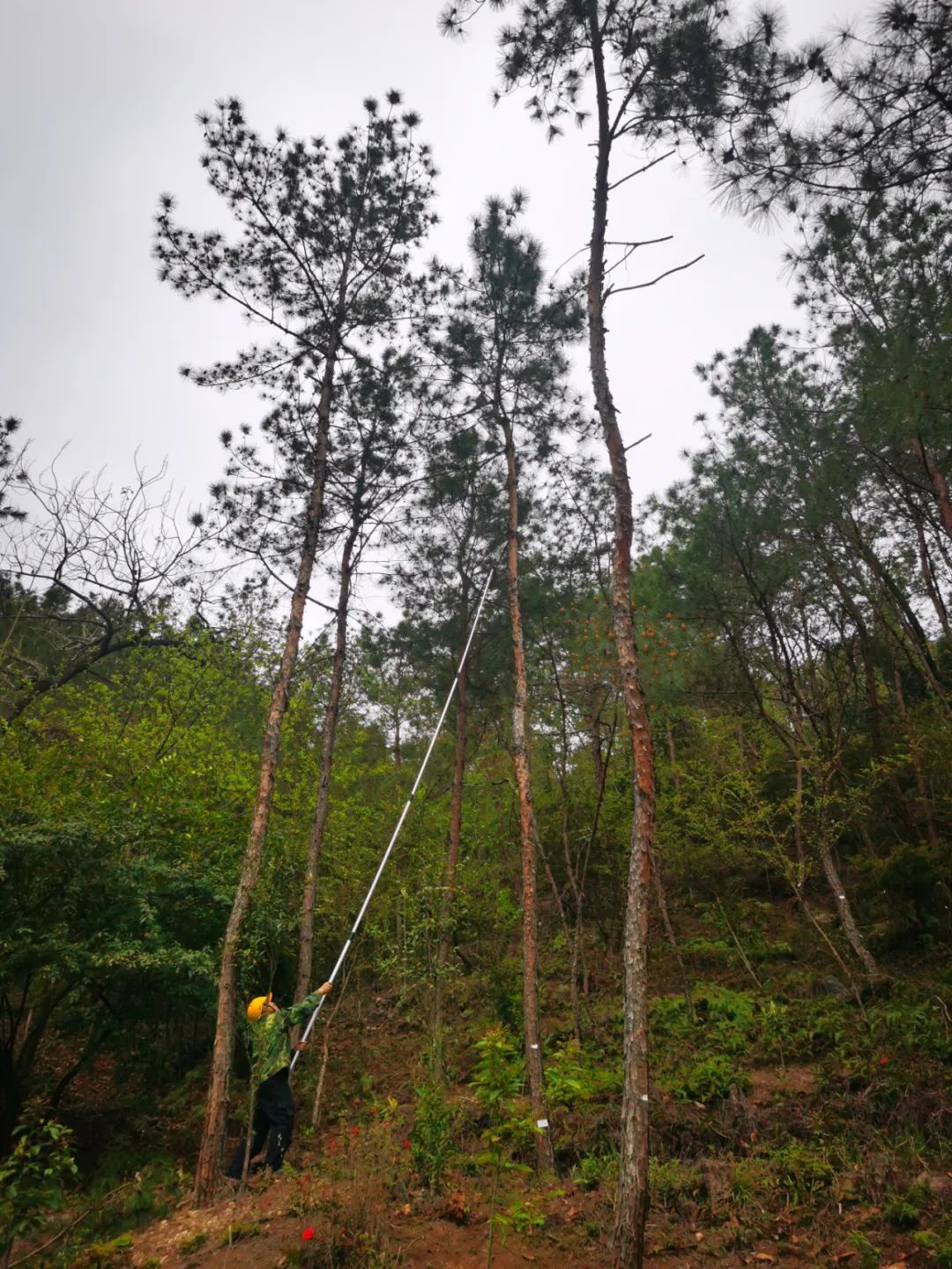 "每年松花都是卖得最好的,虽然比其它口味价格稍高,但胜在特别珍贵