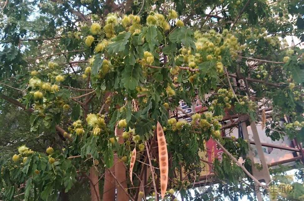 合欢树叶子可阻止乳腺癌扩散,有望预防性治疗复发_澎湃号·湃客_澎湃
