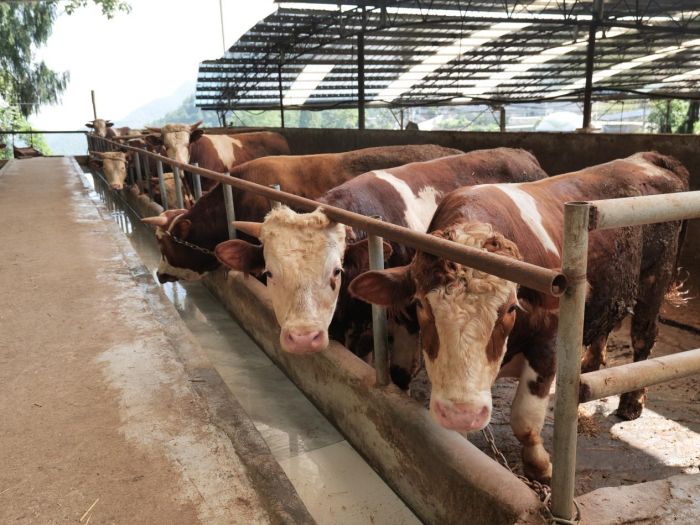 养牛场一角合作社的成立,为张林葱发展肉牛产业打开了新的局面