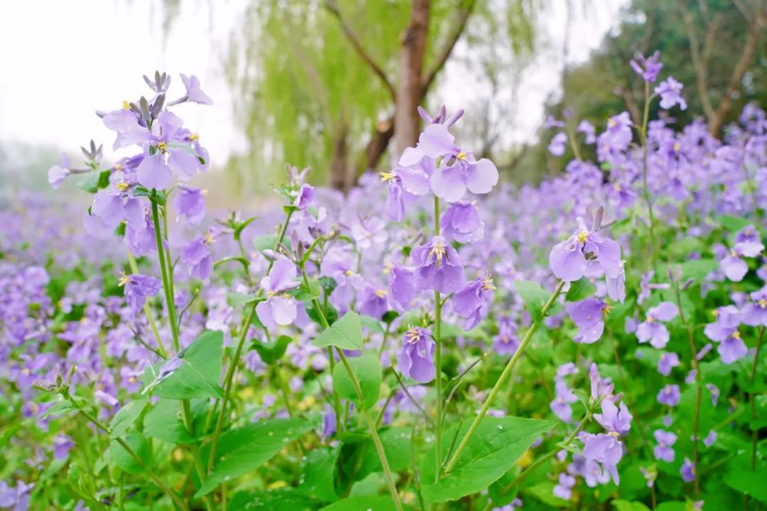 "桃花浅深处,似匀深浅妆.