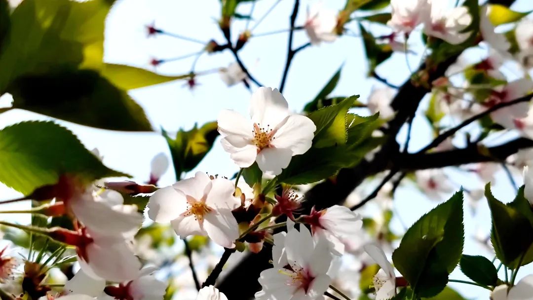 笑看春风十里,不如来此赏花一日_澎湃号·政务_澎湃新闻-the paper