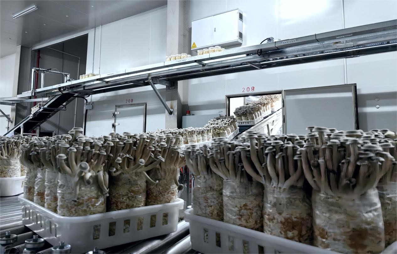 江苏睢宁:农业重大项目结硕果,一朵菌菇串起生态产业链_澎湃号·媒体_