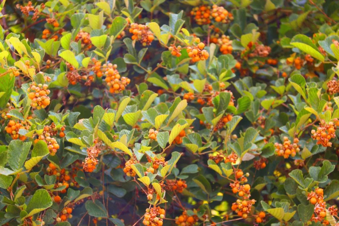 黄泡好吃刺戳手芒市山野里的美味别错过