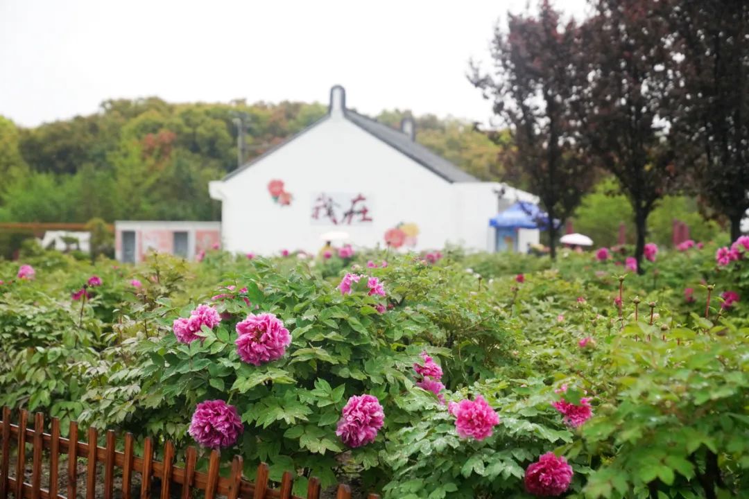 今天,2024廊下田野百花节开幕!_澎湃号·政务_澎湃新闻-the paper