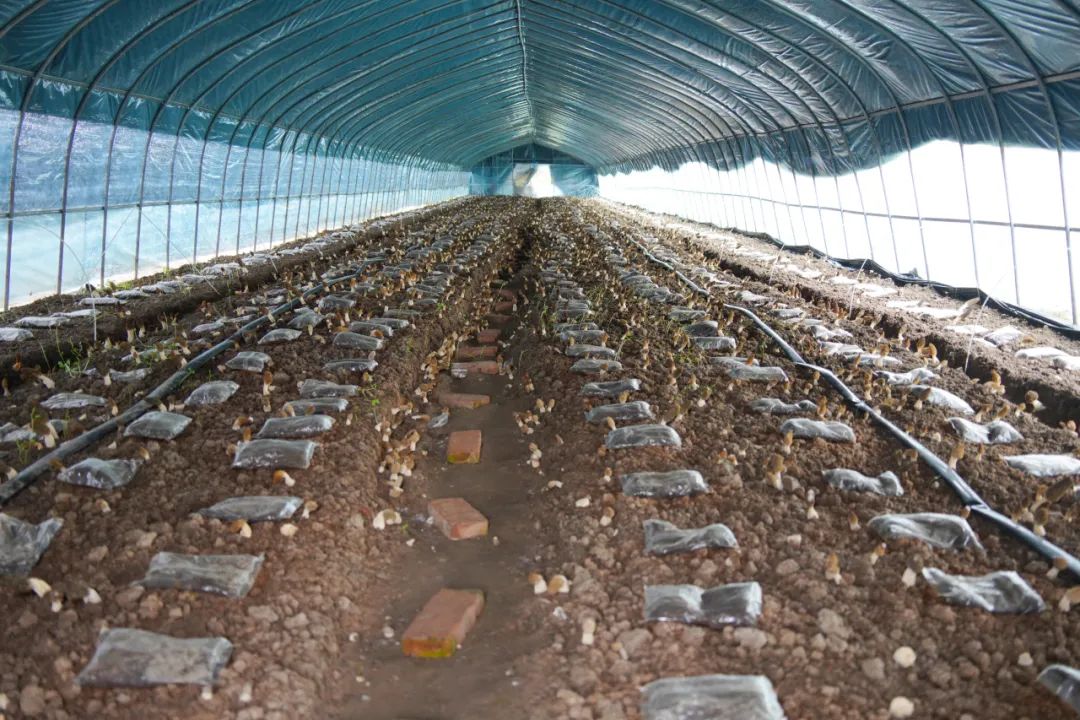 培育专业合作社大棚内,一朵朵菌腿洁白,菌盖褐黄的羊肚菌破土而出