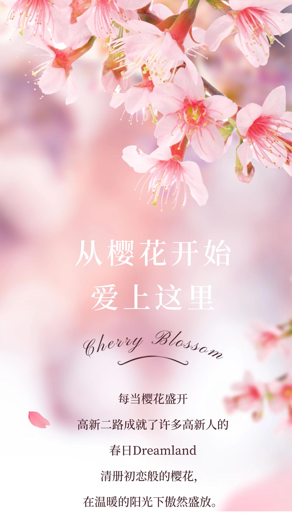 春日限定6464646464樱花壁纸