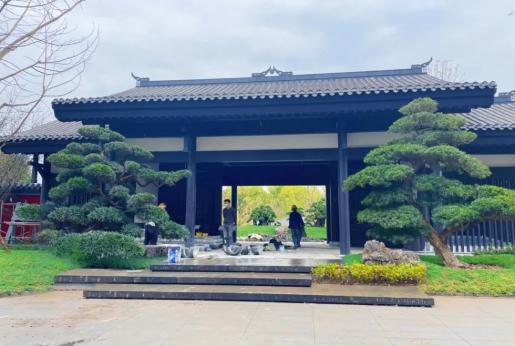 温江盆景亮相2024成都世园会主会场成都园