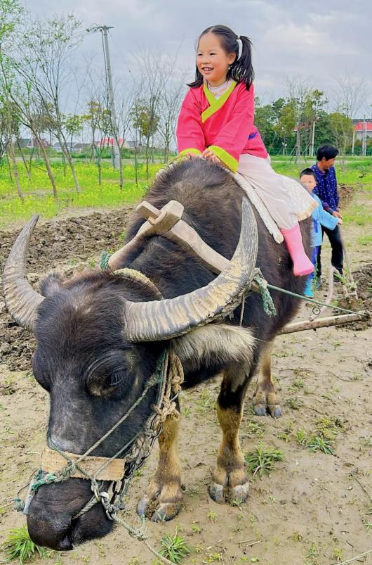 骑中国大水牛图片