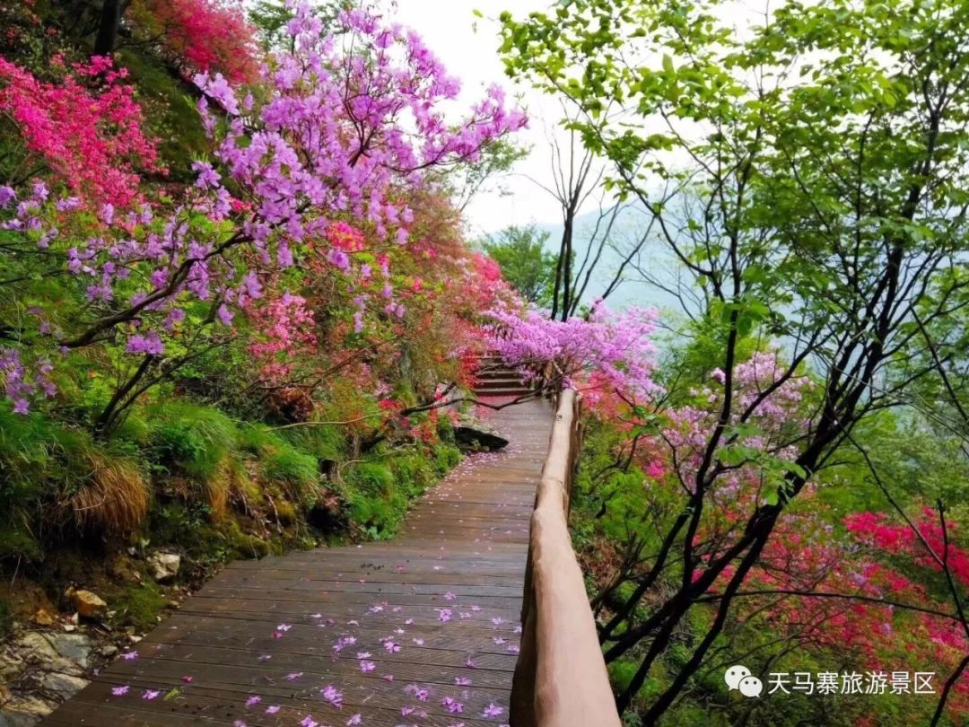 英山天马寨五彩杜鹃花期预报来了!你等了一年的杜鹃花要开啦!