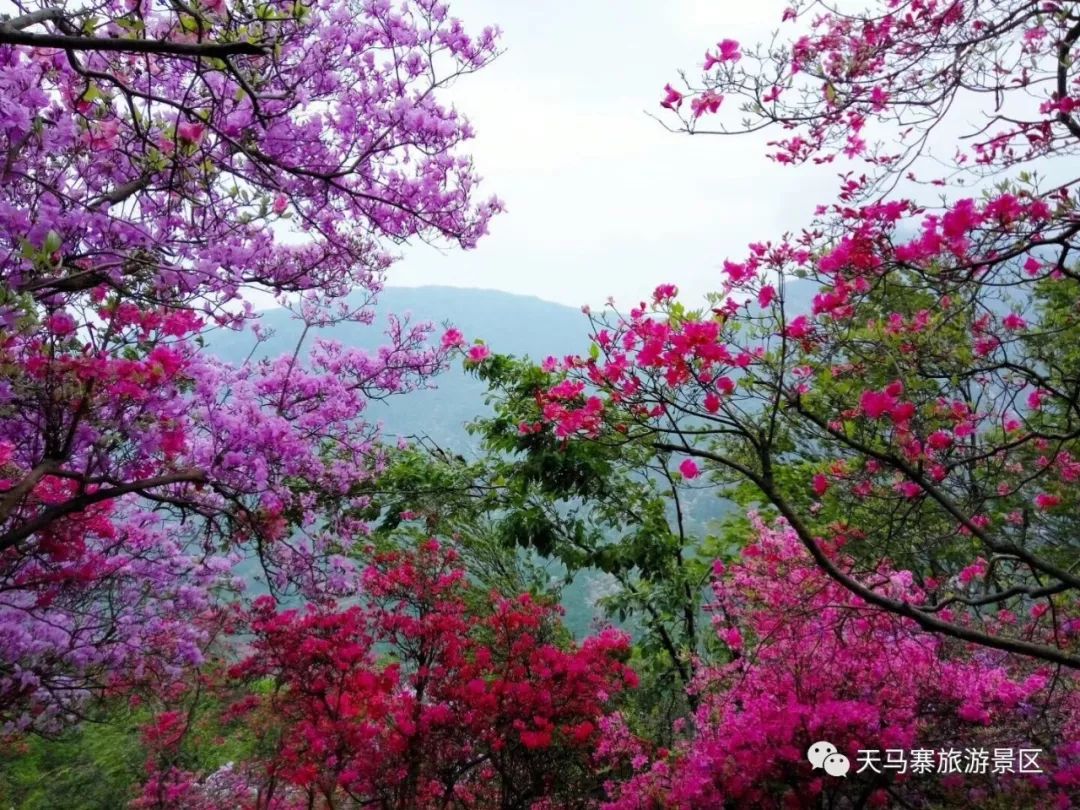 英山天马寨五彩杜鹃花期预报来了!你等了一年的杜鹃花要开啦!