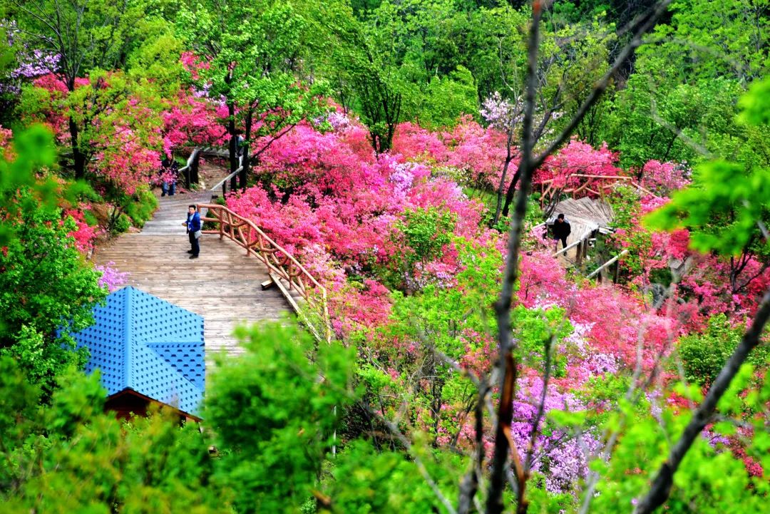 英山天马寨五彩杜鹃花期预报来了!你等了一年的杜鹃花要开啦!
