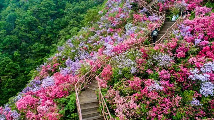 英山天马寨五彩杜鹃花期预报来了!你等了一年的杜鹃花要开啦!