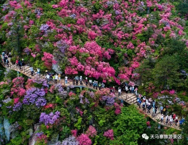 英山天马寨五彩杜鹃花期预报来了!你等了一年的杜鹃花要开啦!