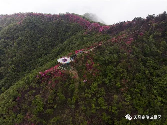 英山天马寨五彩杜鹃花期预报来了!你等了一年的杜鹃花要开啦!