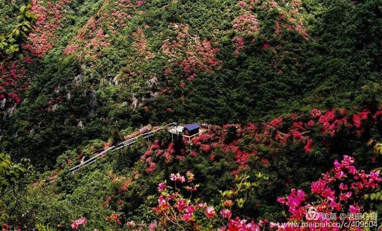 英山天马寨五彩杜鹃花期预报来了!你等了一年的杜鹃花要开啦!
