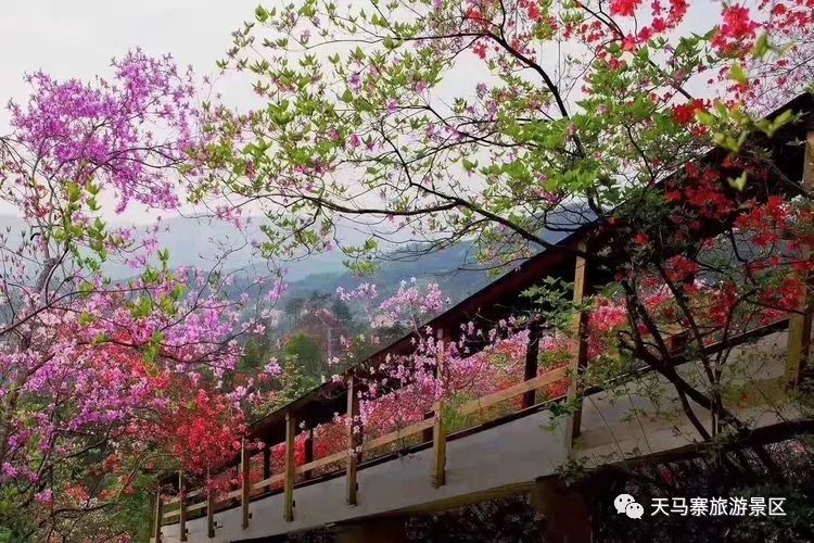 英山天马寨五彩杜鹃花期预报来了!你等了一年的杜鹃花要开啦!