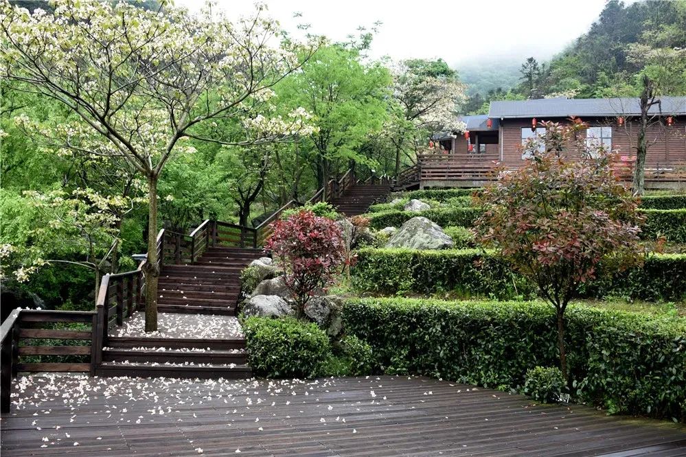 英山天马寨五彩杜鹃花期预报来了!你等了一年的杜鹃花要开啦!