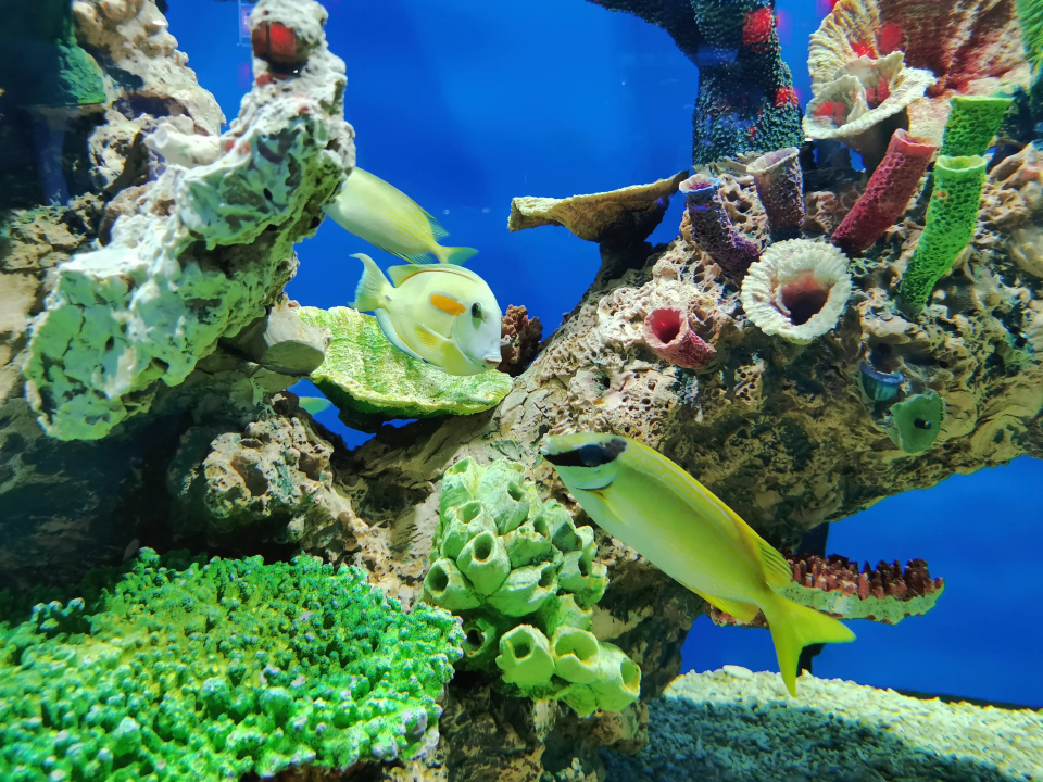 清明小长假 和吉吉一起沉浸式打卡长春中泰海洋世界_澎湃号·政务