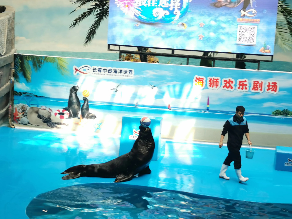 清明小长假 和吉吉一起沉浸式打卡长春中泰海洋世界_澎湃号·政务