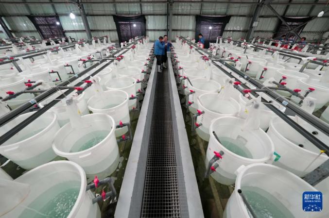 河北曹妃甸:中国对虾虾苗繁育忙_澎湃号·政务_澎湃新闻-the paper