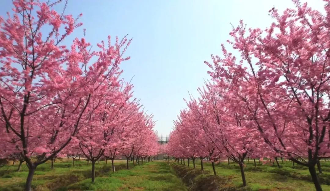 涟源黄龙樱花基地图片