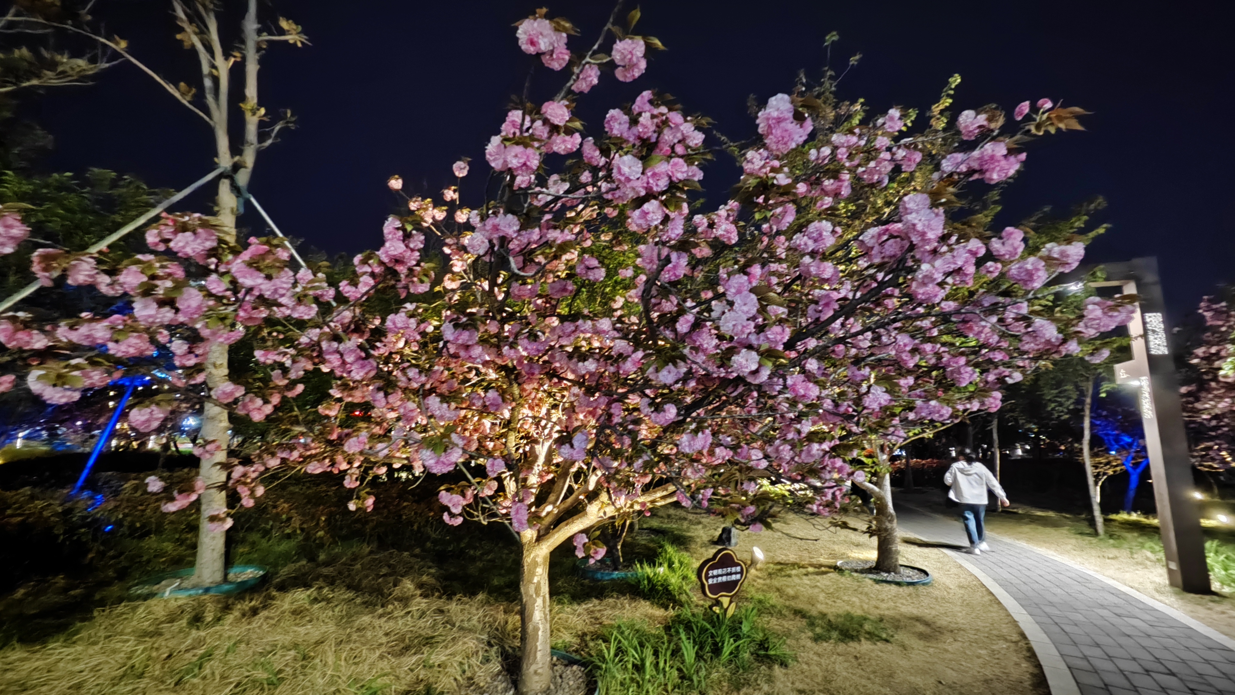 真美!中国最美樱花大道夜间赏樱模式开启