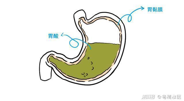 胃酸的 ph 值是09~15,与常用硫酸(ph 值为1)相近