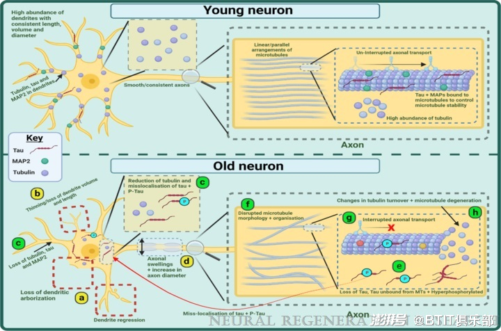 赛尔号神经元再生胶囊图片