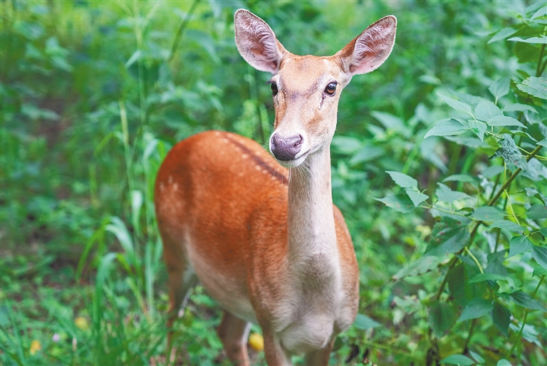 近年来海南省多措并举加大珍稀濒危动物保护力度,保护物种多样性