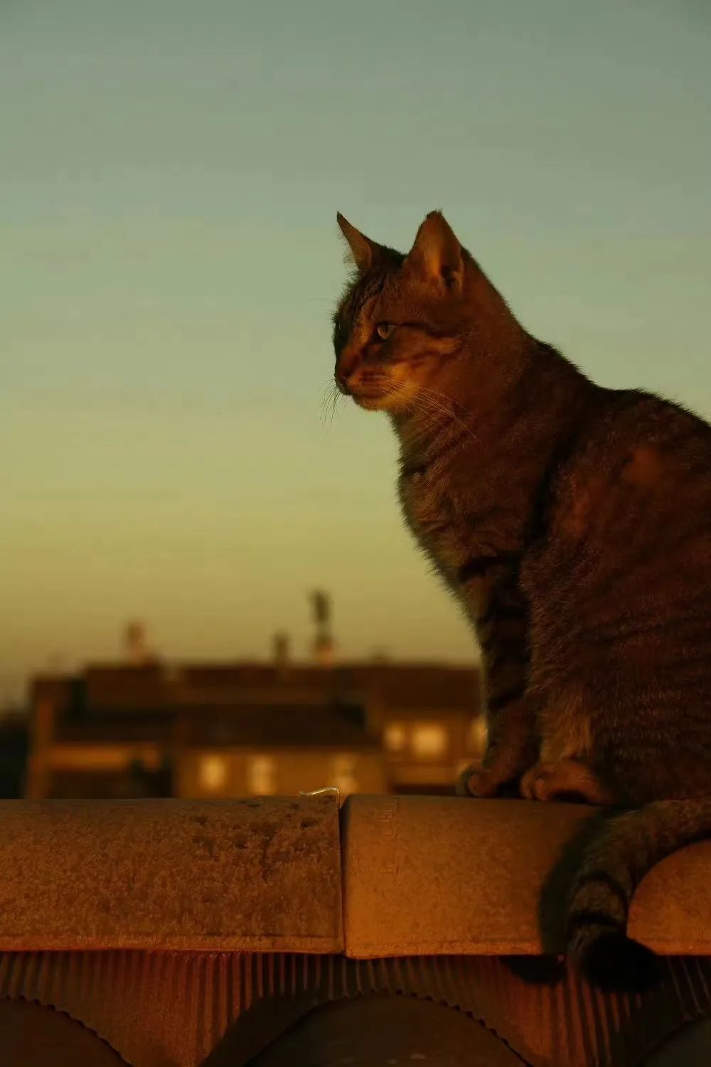 波德莱尔 | 我爱你,就像喜爱黑夜的苍穹_澎湃号·湃客_澎湃新闻-the p