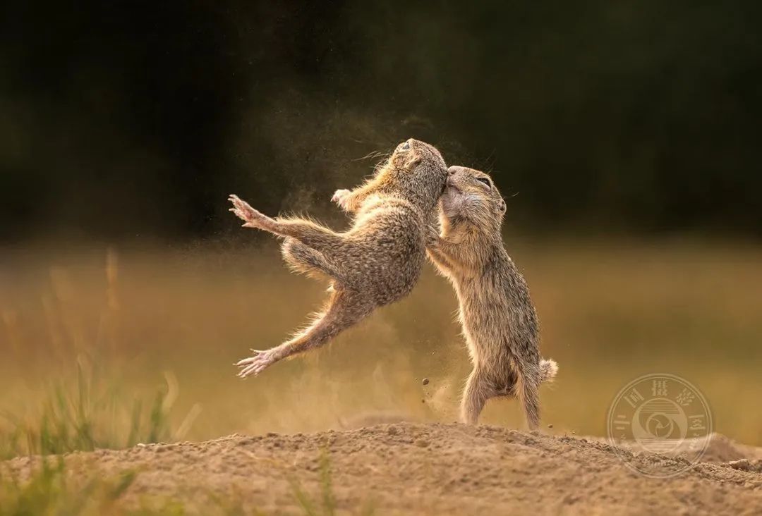 揭晓| 2024年第九届新加坡狮城国际摄影展获奖名单公