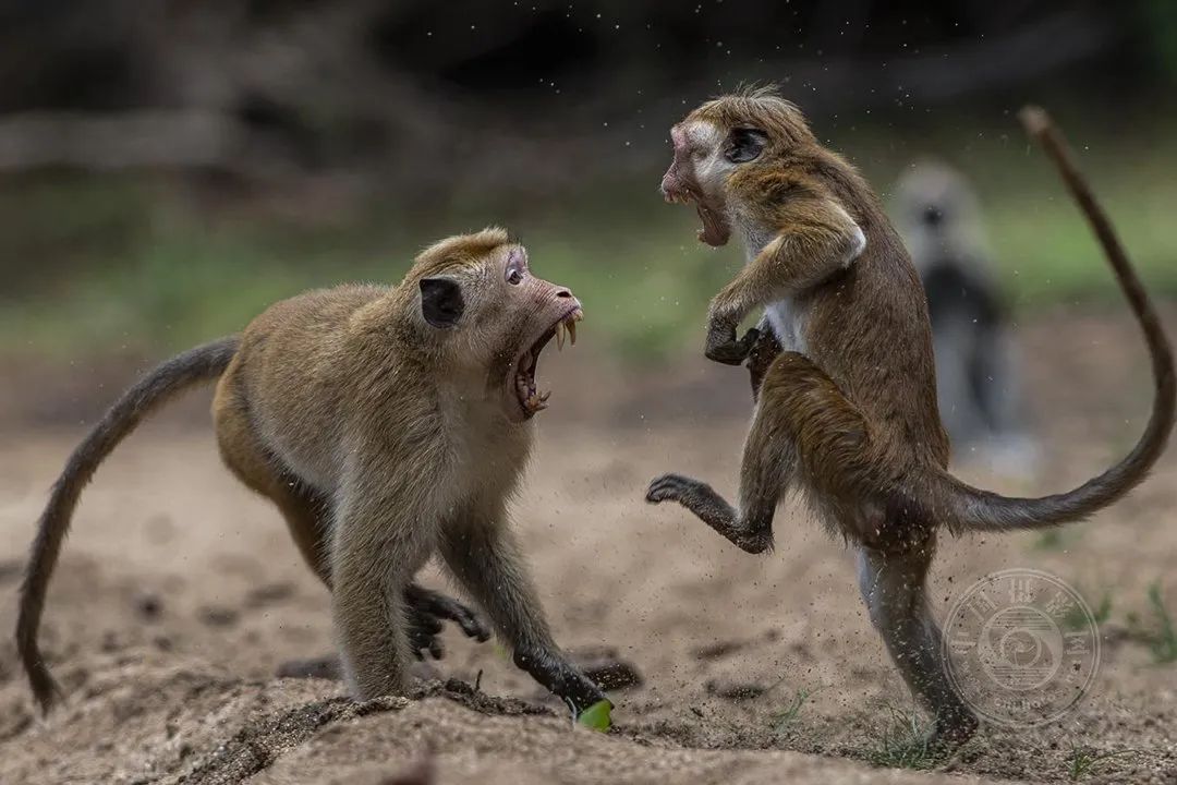 揭晓| 2024年第九届新加坡狮城国际摄影展获奖名单公