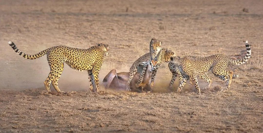 揭晓| 2024年第九届新加坡狮城国际摄影展获奖名单公