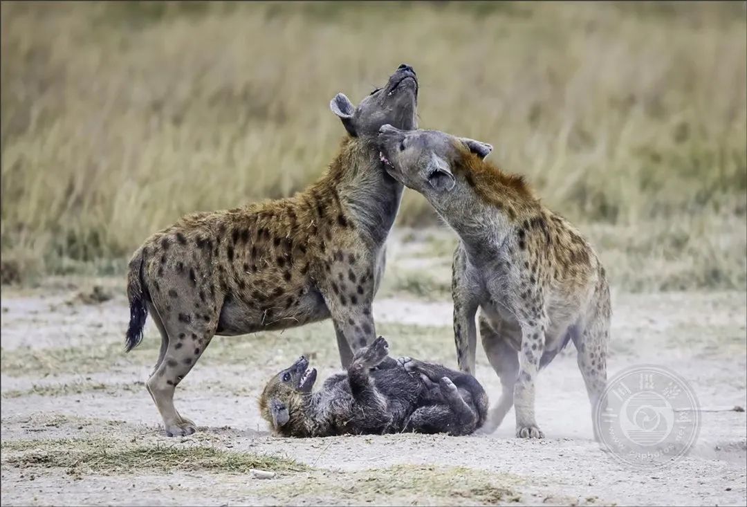 揭晓| 2024年第九届新加坡狮城国际摄影展获奖名单公