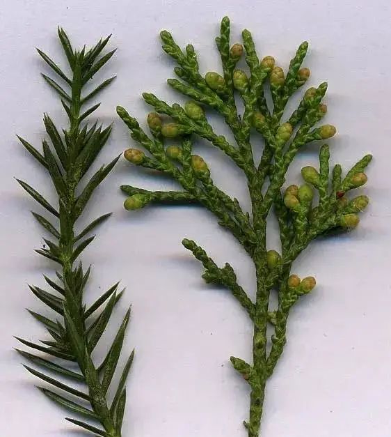 这些"看不见"的小花才是罪魁祸首_澎湃号·湃客_澎湃新闻-the paper