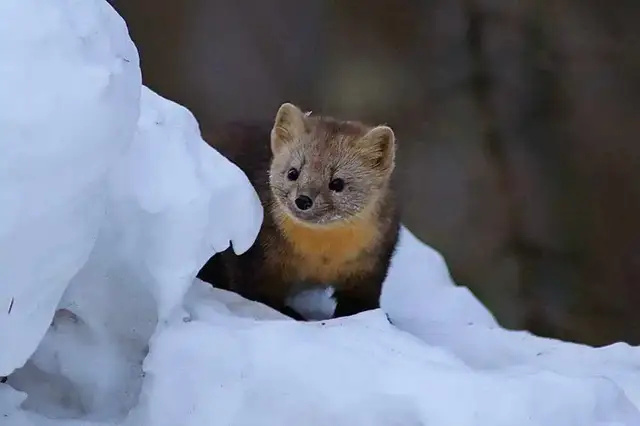 再到凶悍的野猪和黑熊……长白山良好的生态环境吸引了大量野生动物