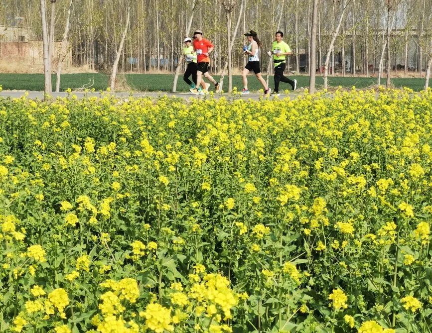 河北任丘:第六届半程马拉松在油菜花田畔开赛【4】_澎湃号·政务_澎湃