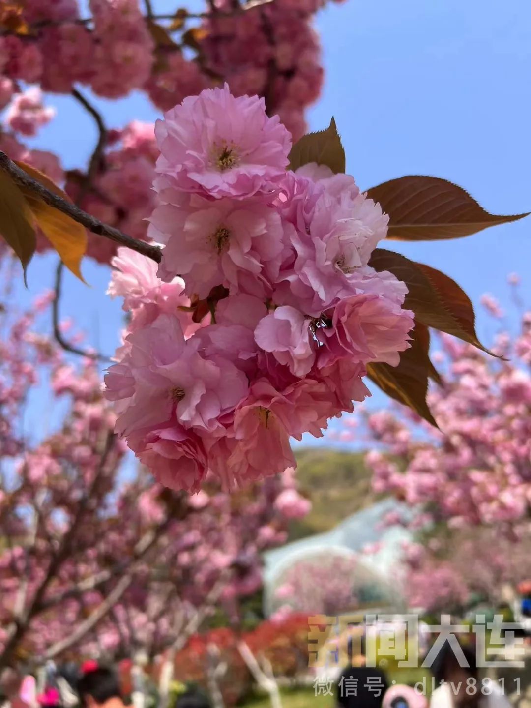 看花眼了2024版大连追花日历来了