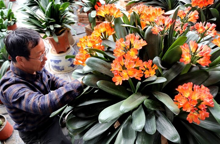 花香为伴的"美丽事业"_澎湃号·媒体_澎湃新闻-the paper