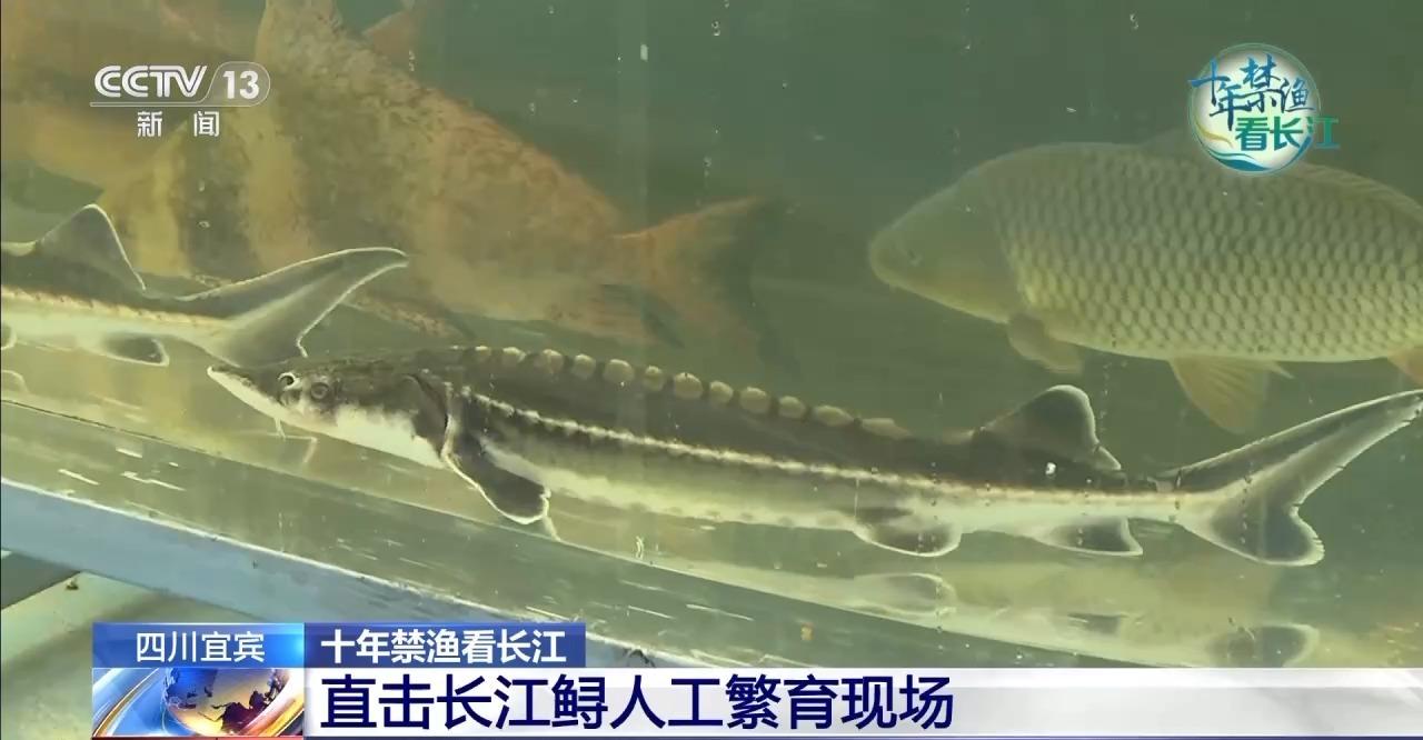 直击长江鲟人工繁育现场 户外产房化身"月子中心"_澎